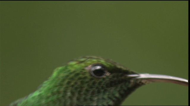 hummingbird sp. - ML408853