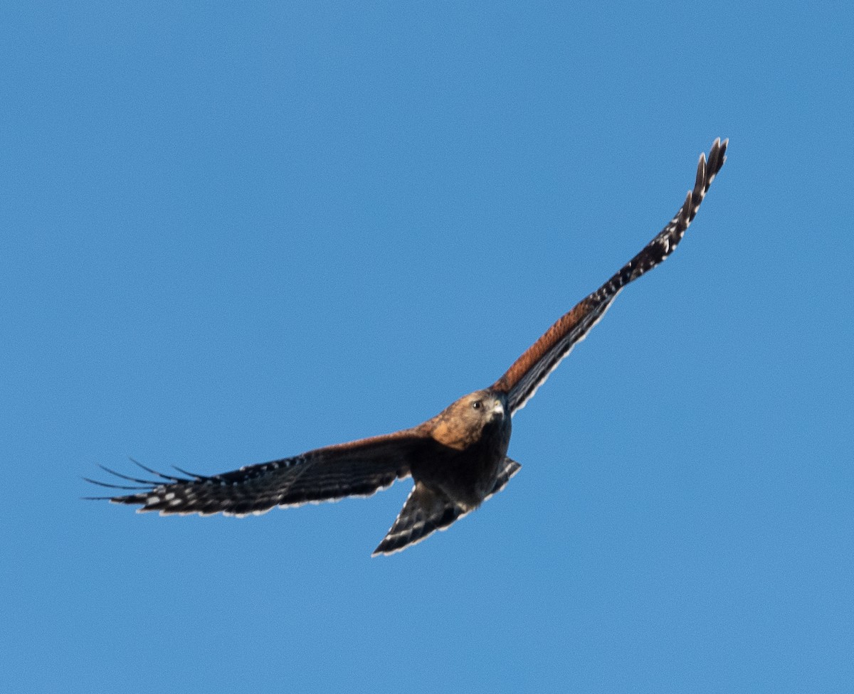Red-shouldered Hawk - ML408853401