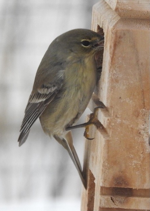 Pine Warbler - ML408853931