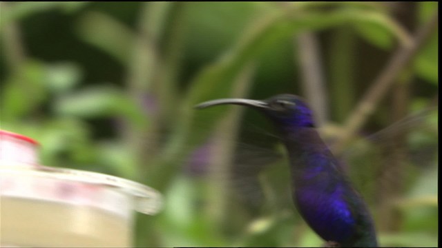 hummingbird sp. - ML408856