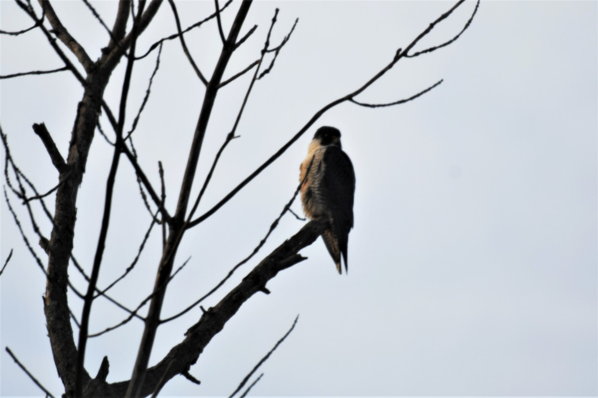 Peregrine Falcon - Carol Hildebrand