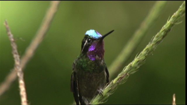kolibřík fialovohrdlý - ML408858