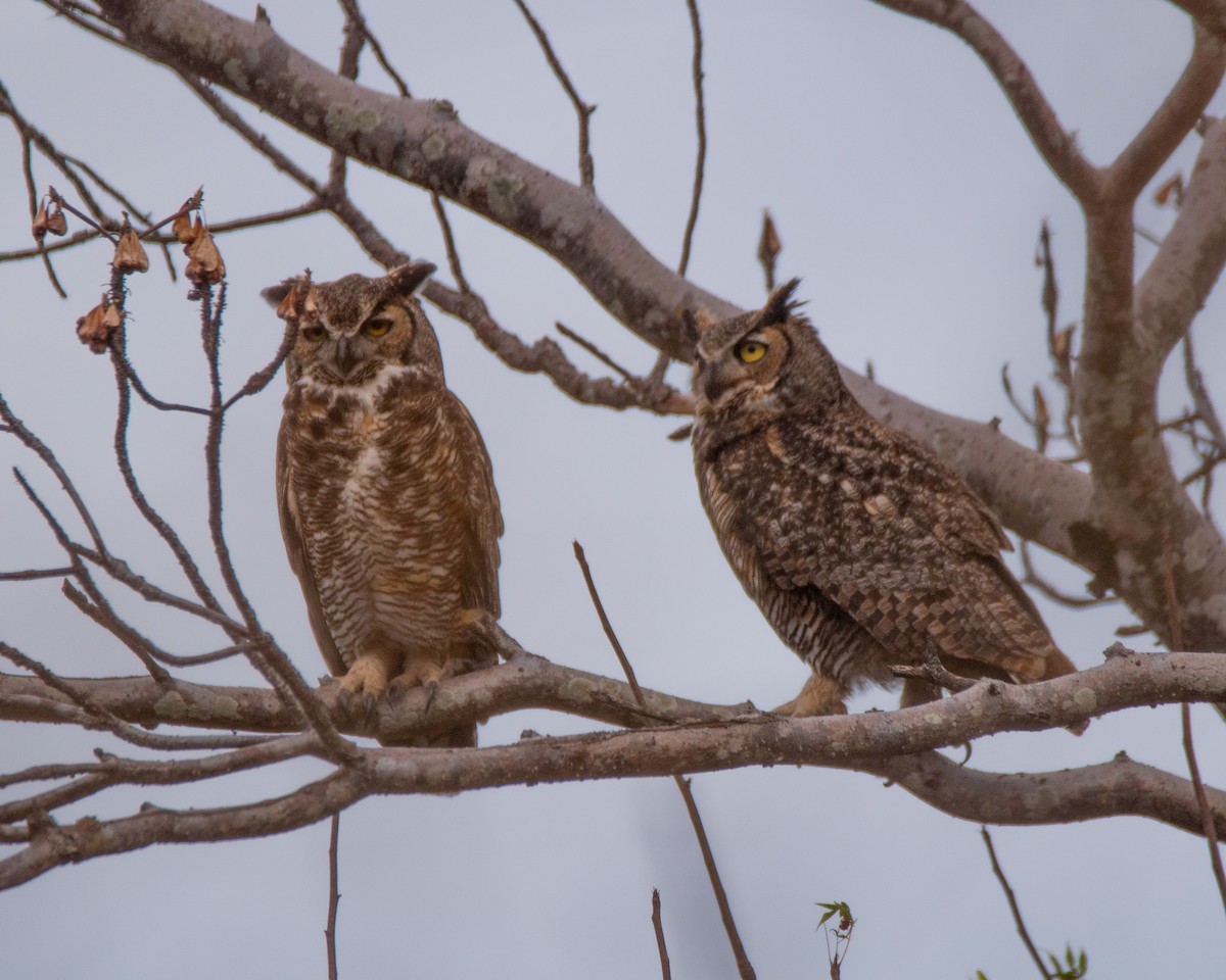 Great Horned Owl - ML408858111