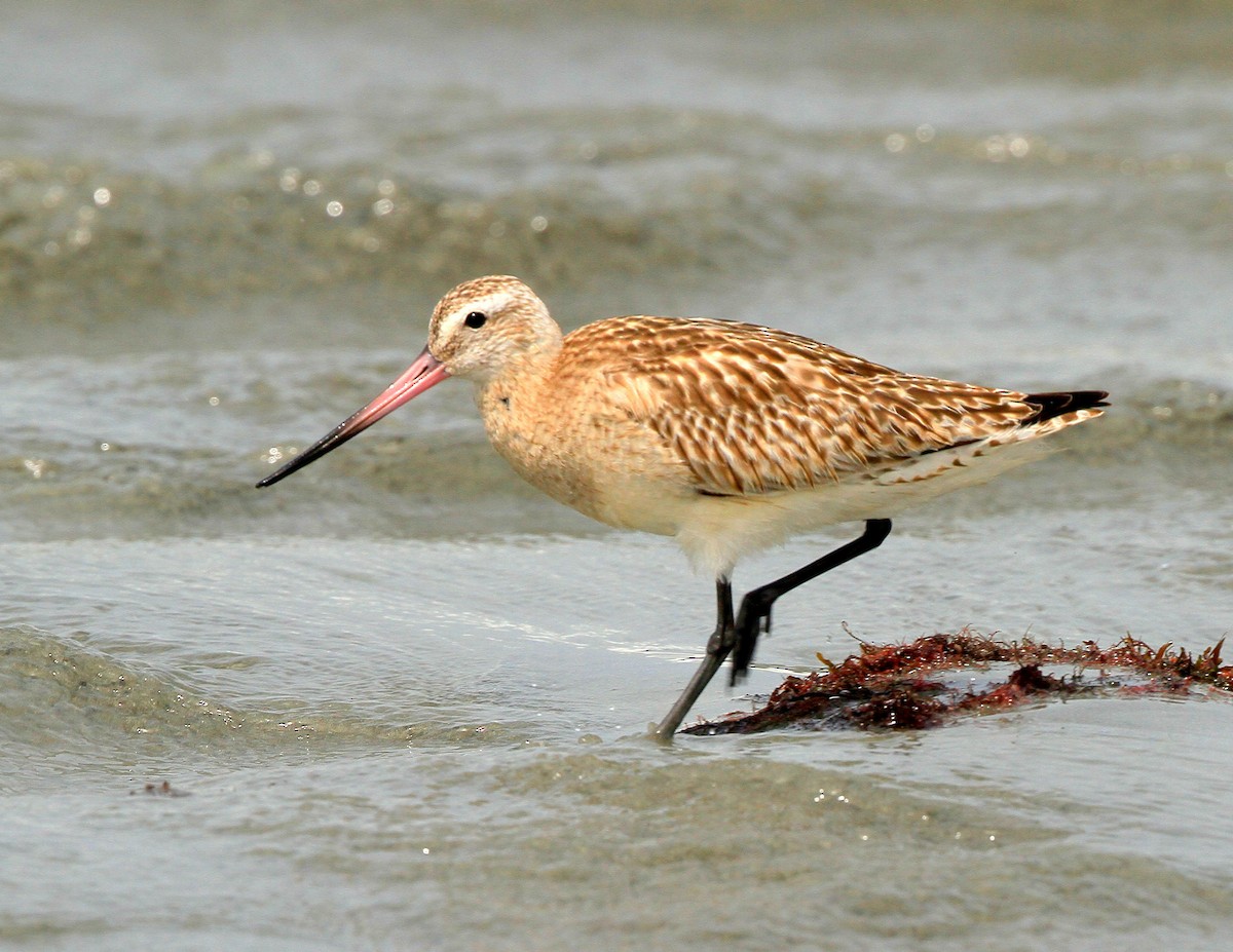 Bar-tailed Godwit - ML40885871