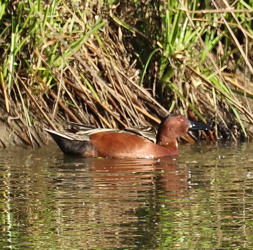 Cinnamon Teal - ML408860111