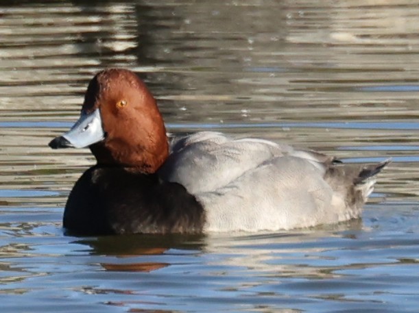 Redhead - ML408860351