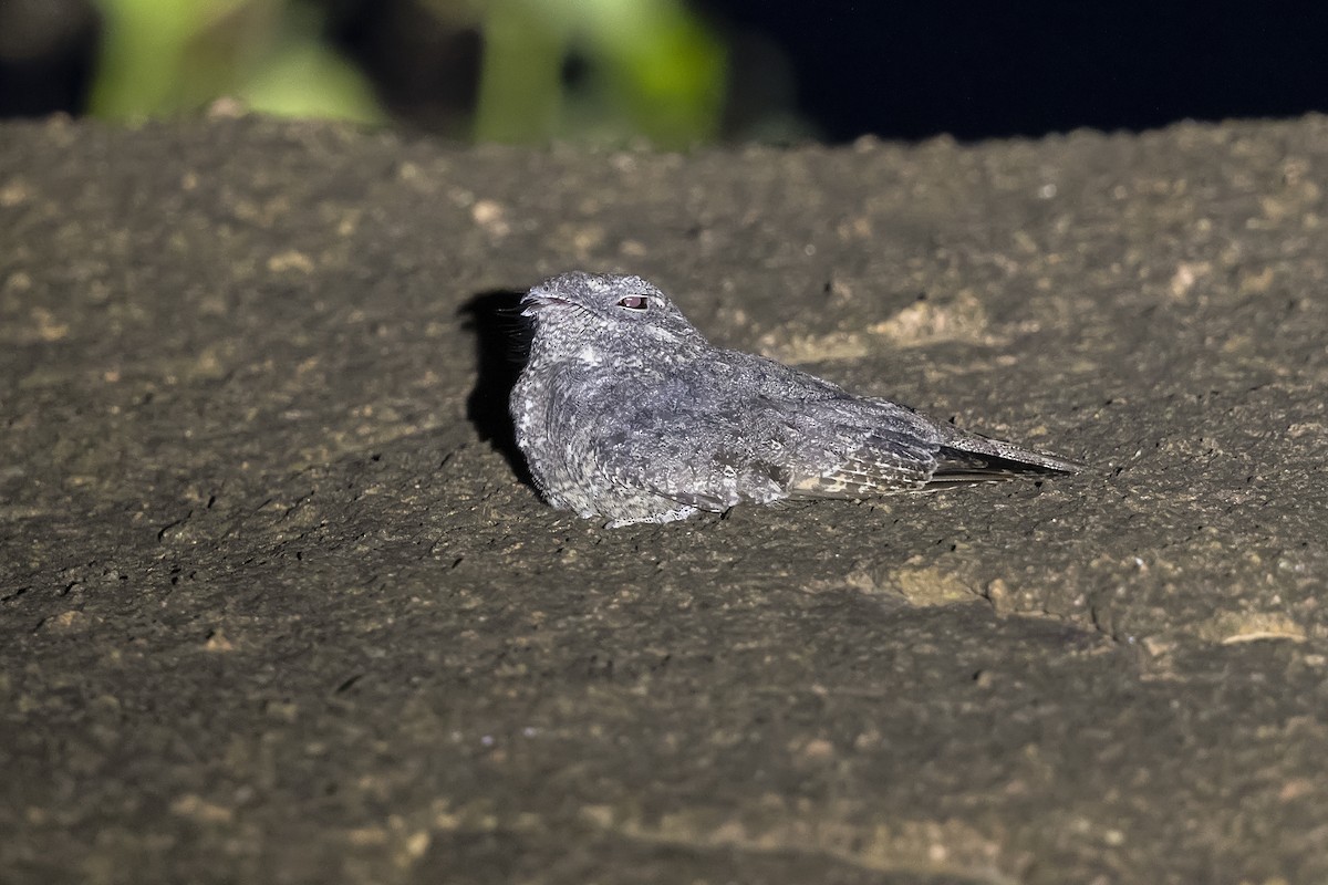 Freckled Nightjar - ML408860461