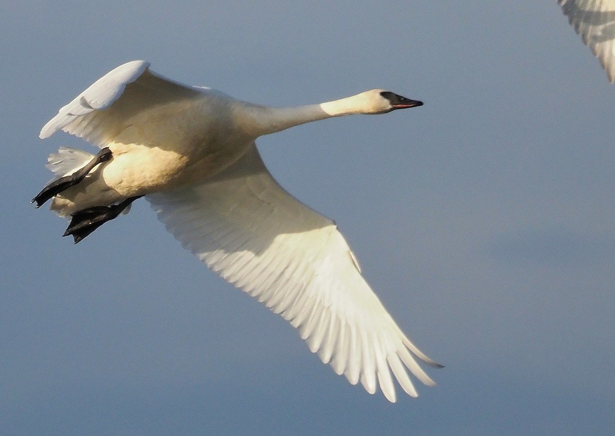 Trumpeter Swan - Aidan Brubaker