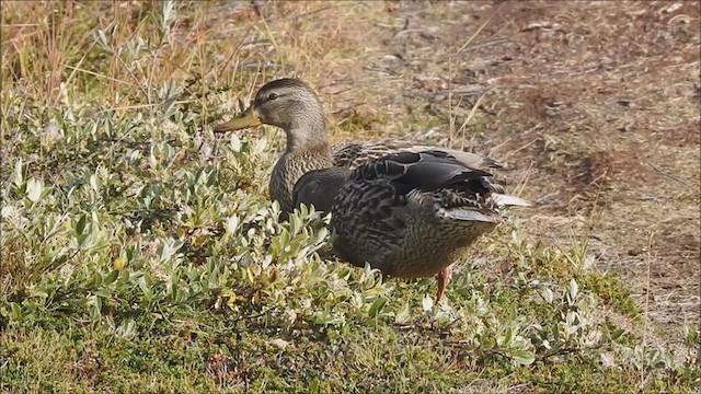 Mallard - ML408861901