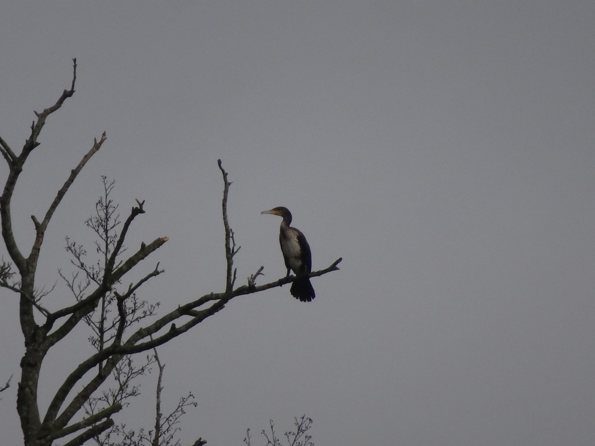 Cormorán Grande - ML408862081