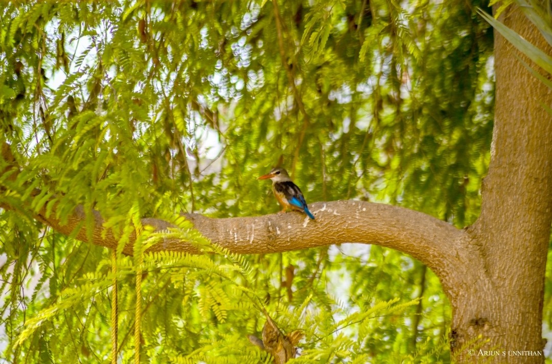 Gray-headed Kingfisher - Arjun S Unnithan