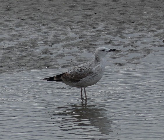 Caspian Gull - ML408862341