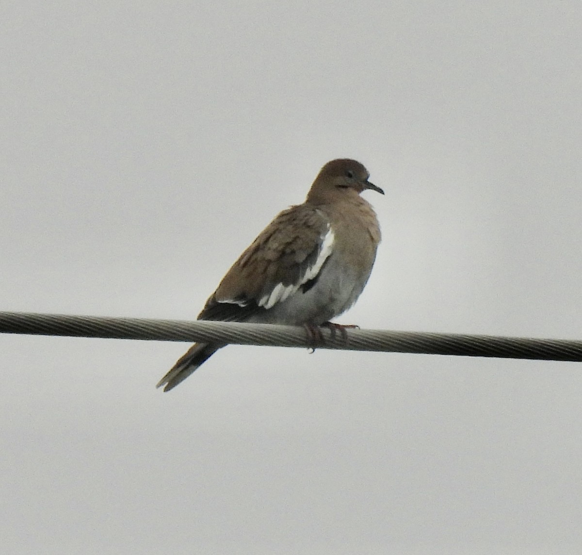 White-winged Dove - Robert Ducham