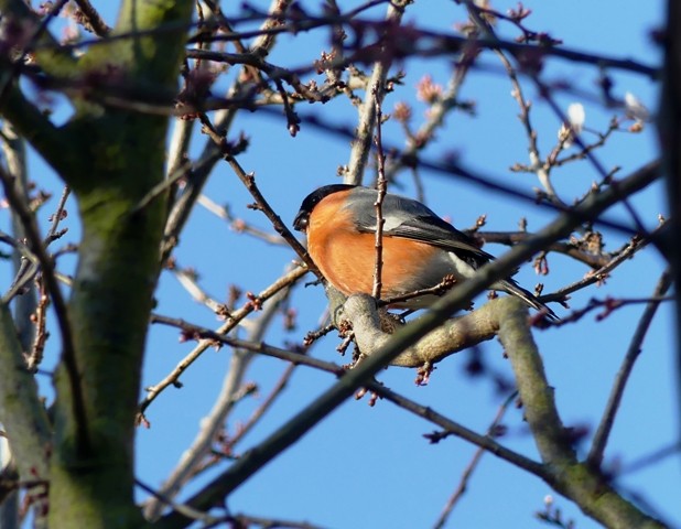 Эгэл зана - ML408863081