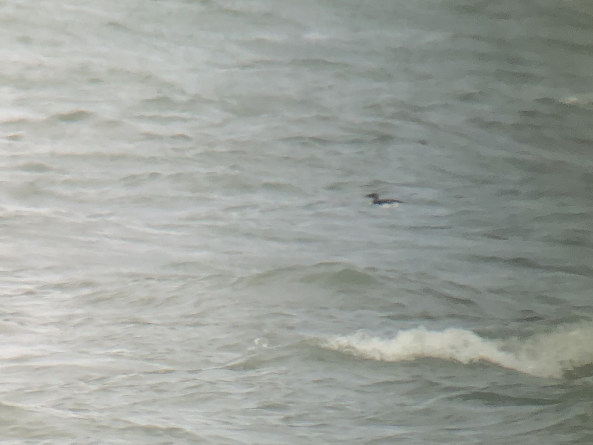 Thick-billed Murre - ML408863511