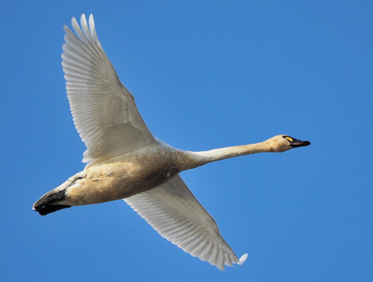 Tundra Swan (Whistling) - Aidan Brubaker