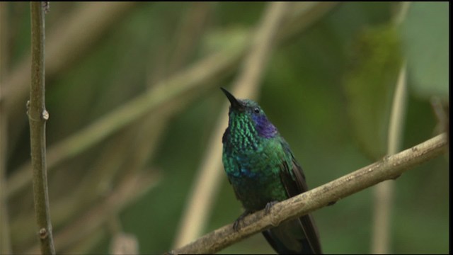 Lesser Violetear (Costa Rican) - ML408864