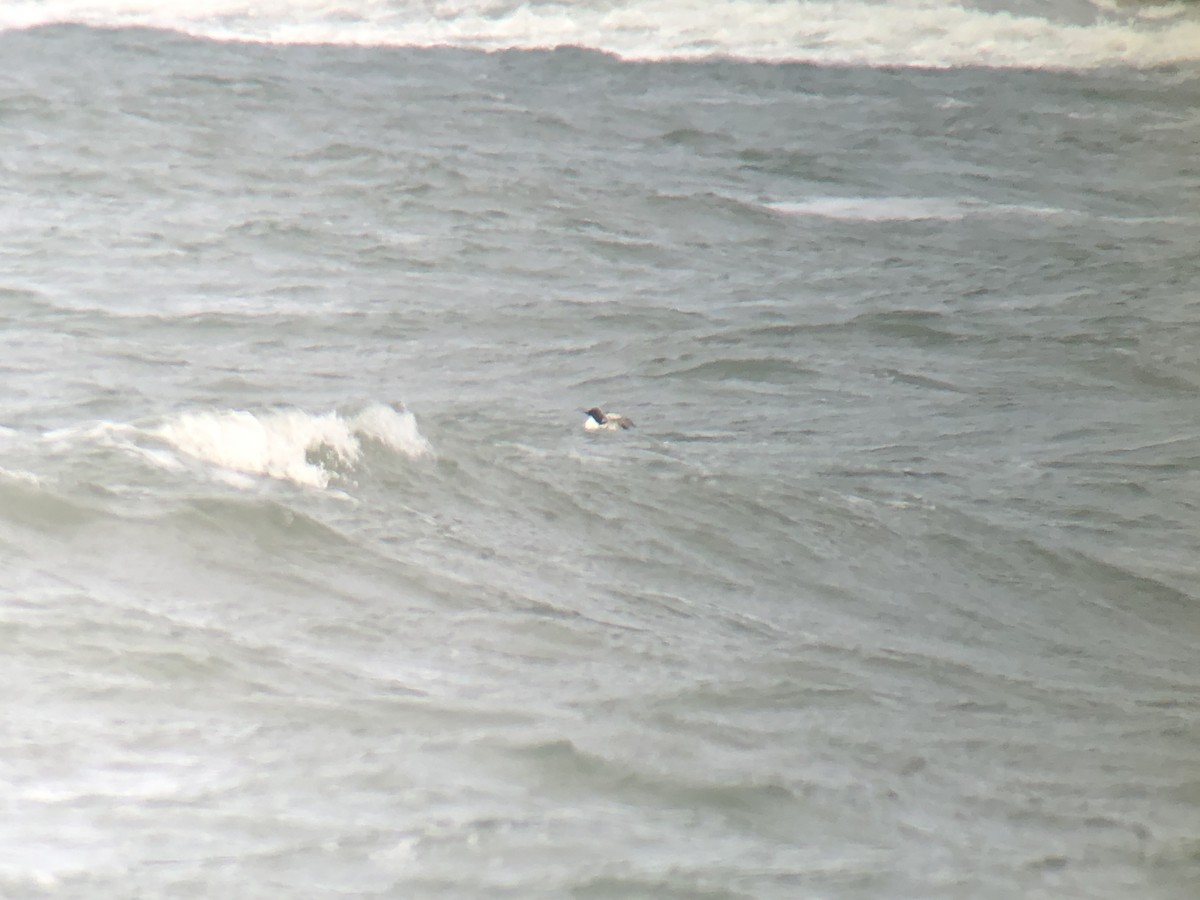 Thick-billed Murre - ML408864041