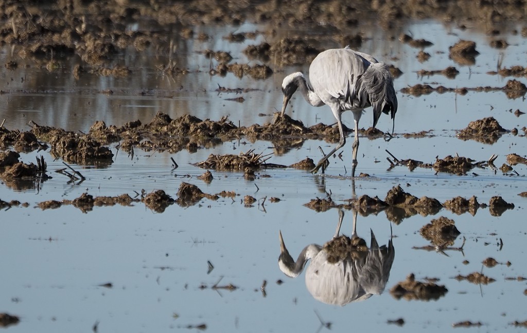 Common Crane - ML408864061