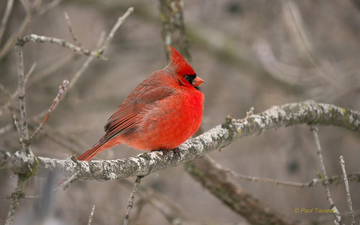 Northern Cardinal - Paul Tavares