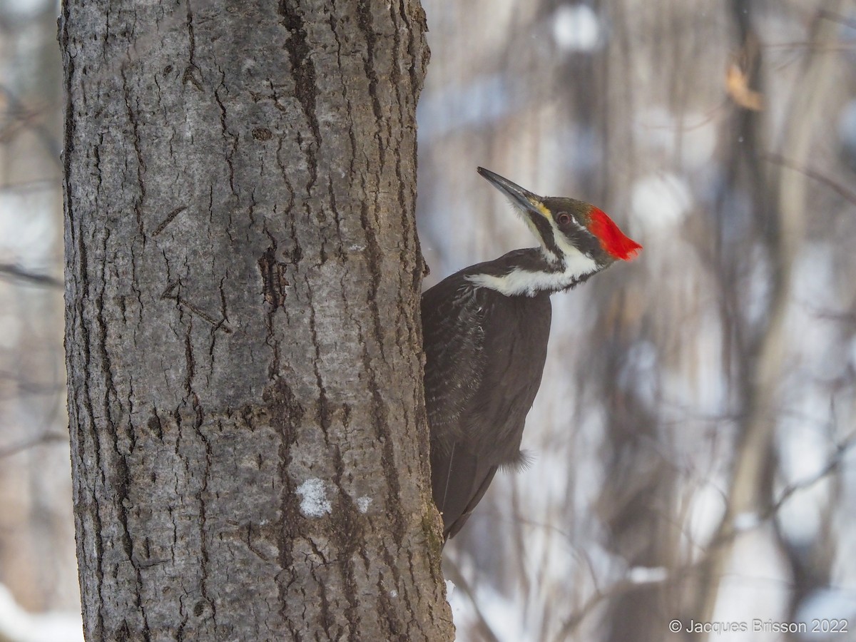 Pileated Woodpecker - Jacques Brisson