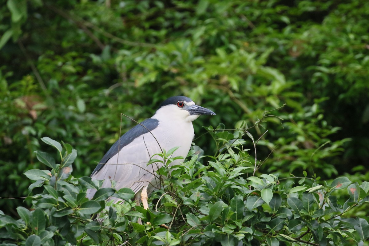 Black-crowned Night Heron - simon walkley