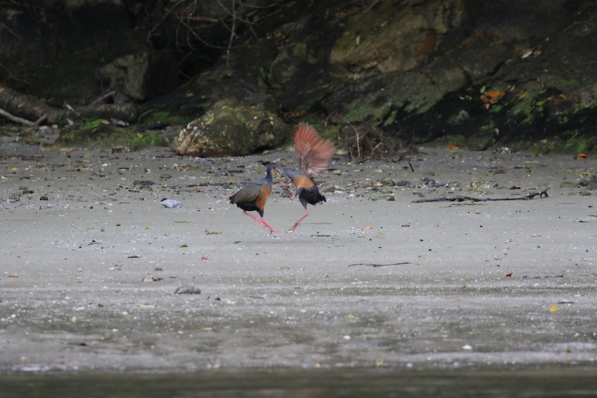 Gray-cowled Wood-Rail - simon walkley