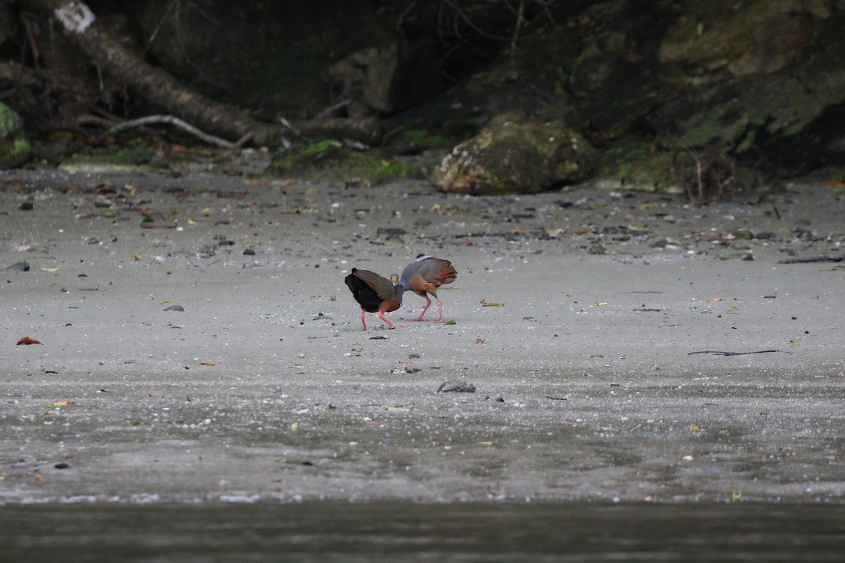 Gray-cowled Wood-Rail - simon walkley