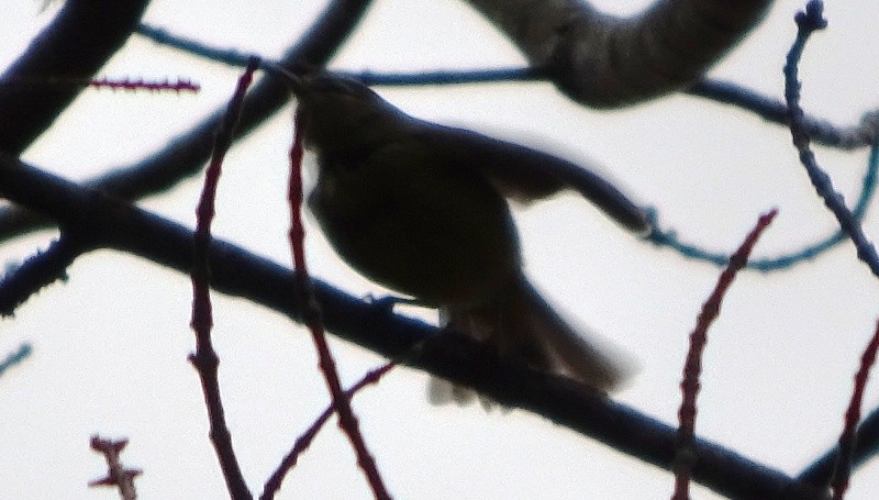 Orange-crowned Warbler - ML40887071