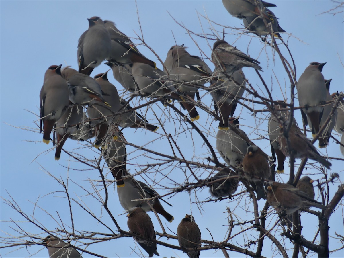 Bohemian Waxwing - Howard Weinberg