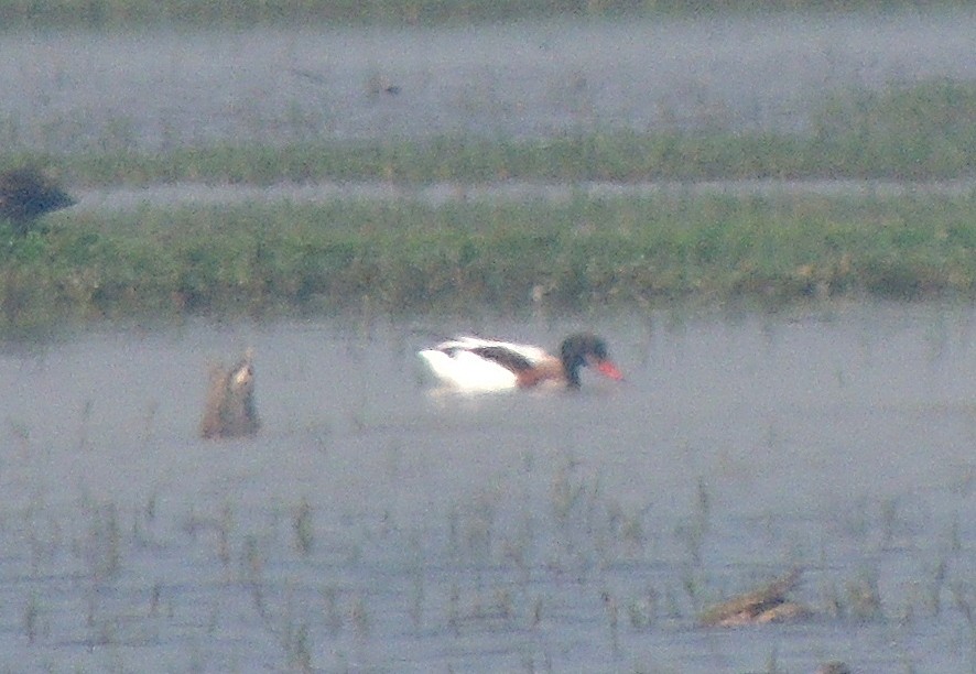 Common Shelduck - ML40887171