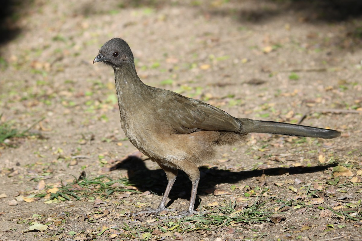 Plain Chachalaca - ML408873461