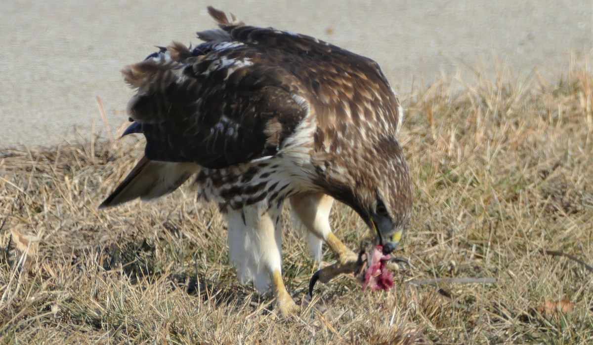 Red-tailed Hawk - ML408873681