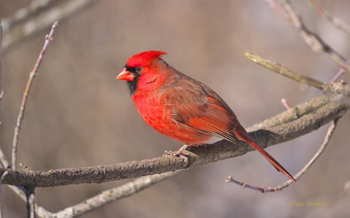 Northern Cardinal - Paul Tavares