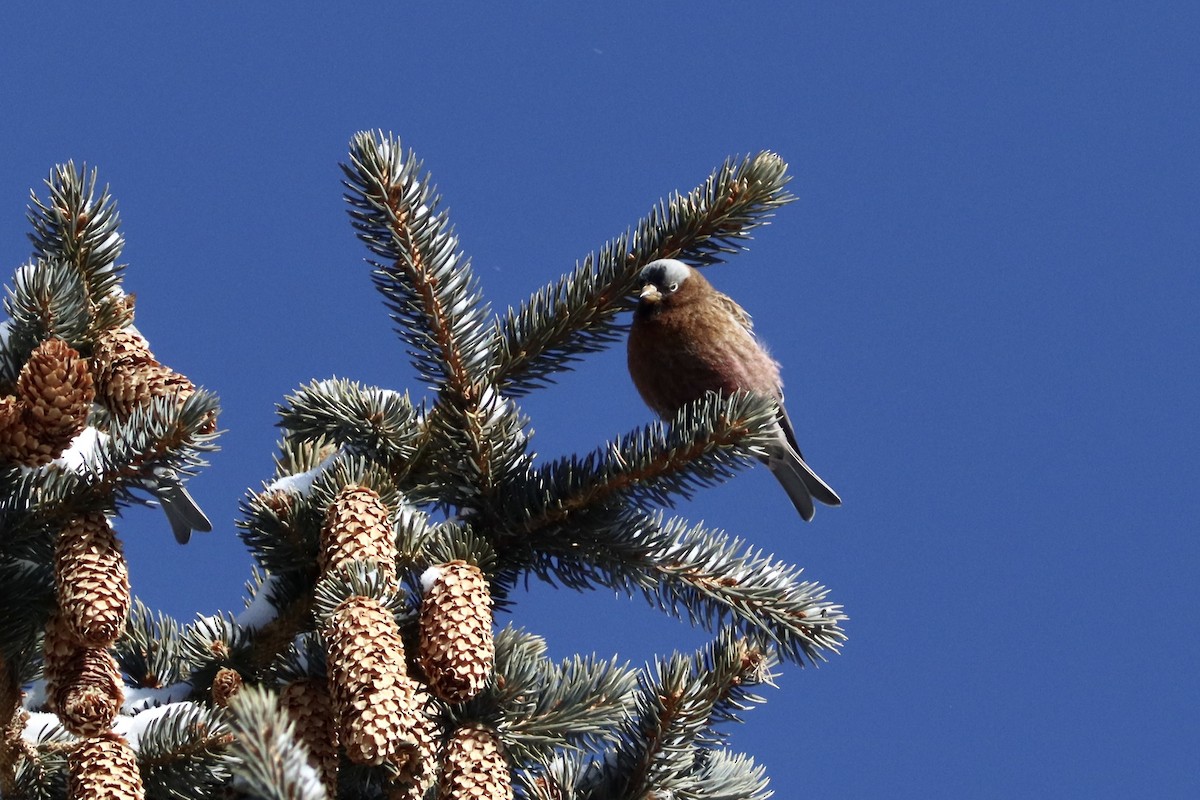 Gray-crowned Rosy-Finch (Gray-crowned) - ML408875541