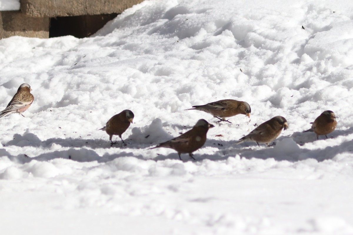 Gray-crowned Rosy-Finch (Gray-crowned) - ML408875581