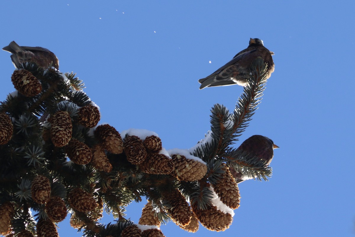 Gray-crowned Rosy-Finch (Gray-crowned) - ML408875611