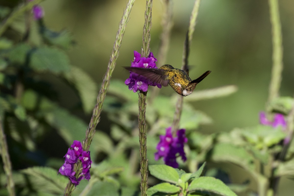 Magenta-throated Woodstar - Nicole Desnoyers