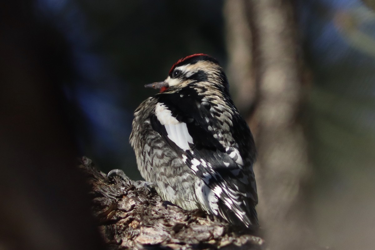 Yellow-bellied Sapsucker - Edward Landi