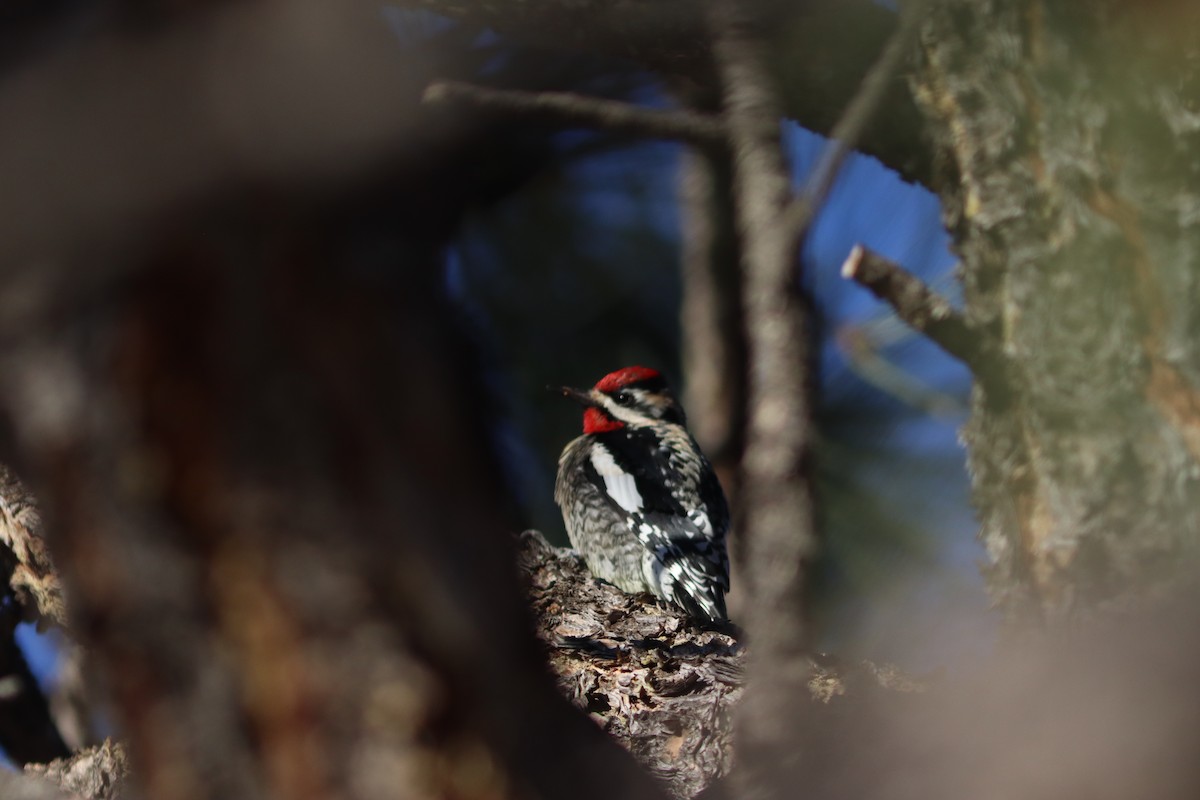 Yellow-bellied Sapsucker - ML408877111