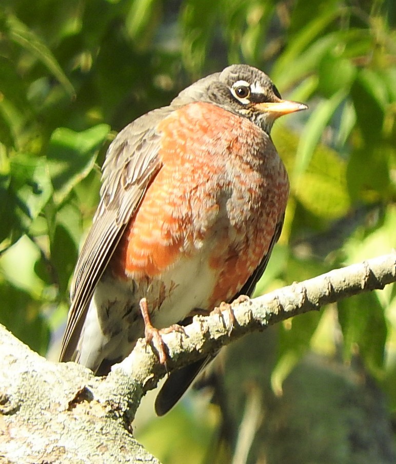 American Robin - ML408878851