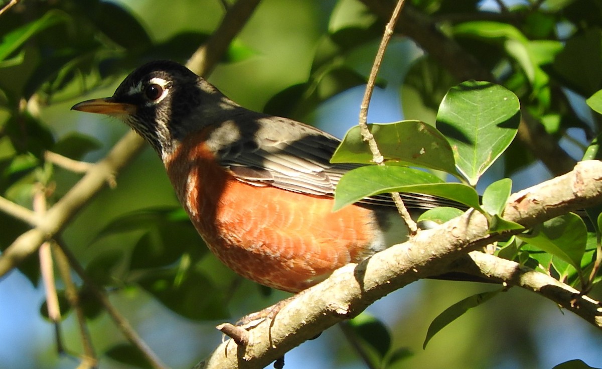 American Robin - ML408878901