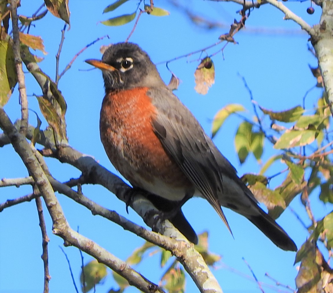 American Robin - ML408879121