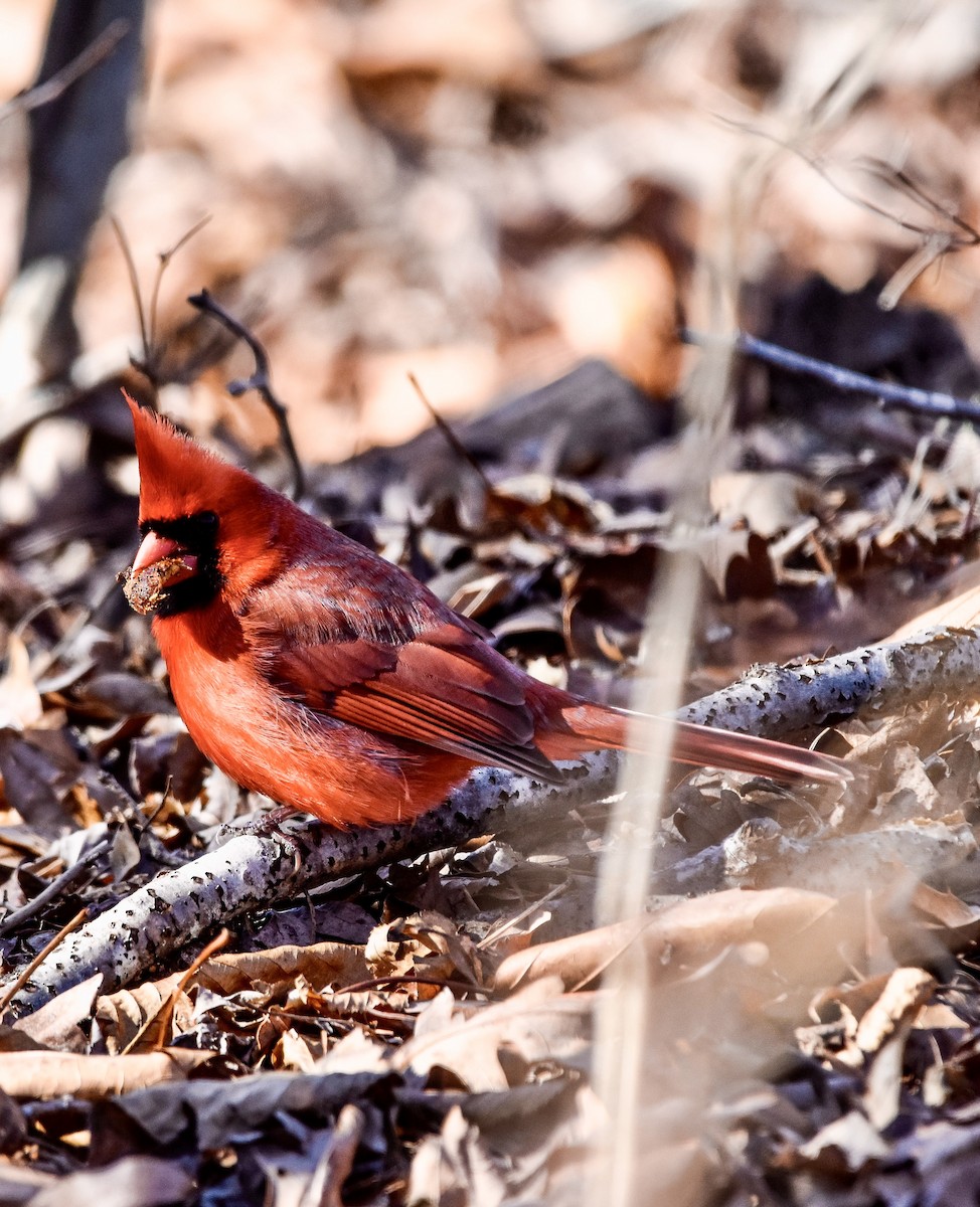 Northern Cardinal - ML408880751