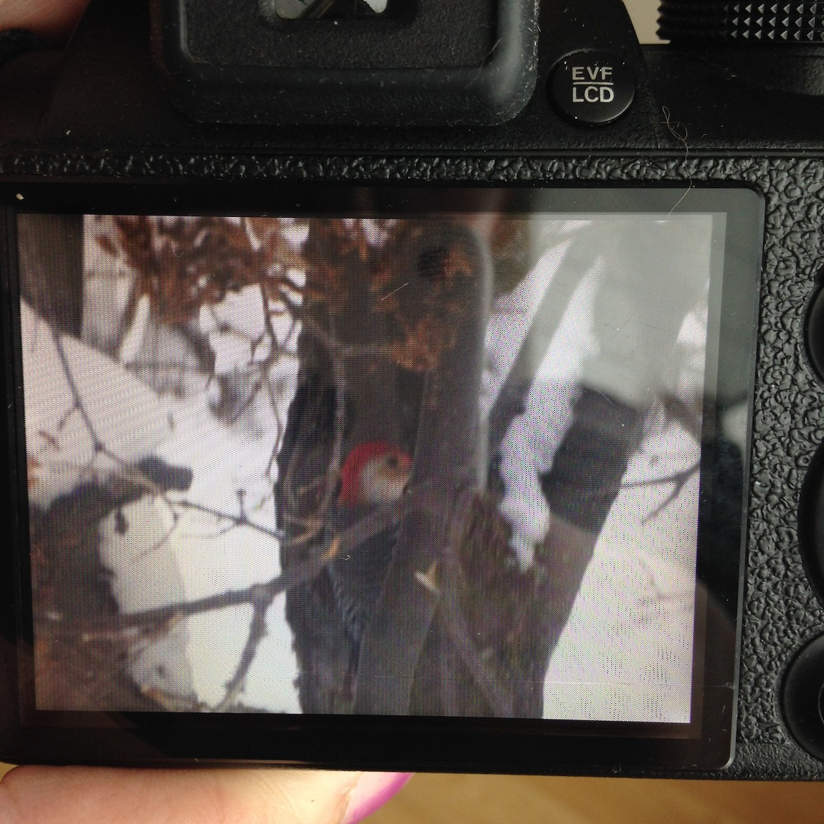 Red-bellied Woodpecker - ML40888271