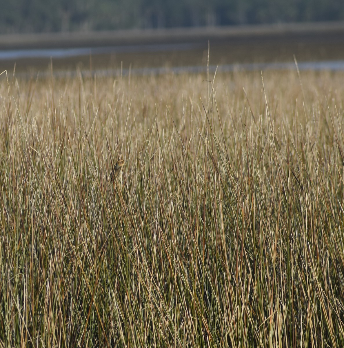 Nelson's Sparrow - ML408883251