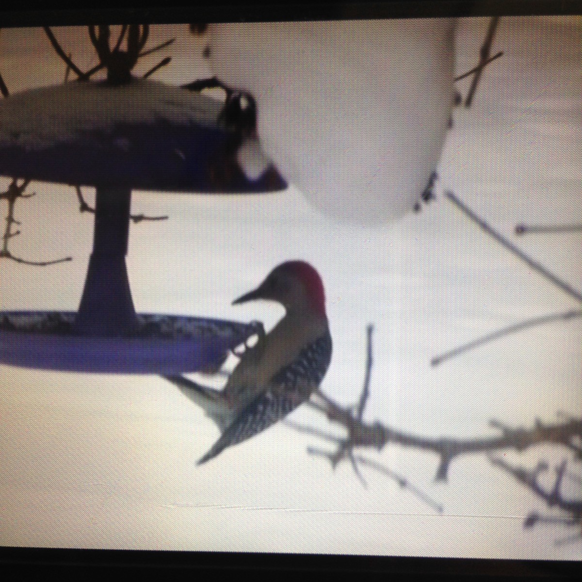 Red-bellied Woodpecker - ML40888401