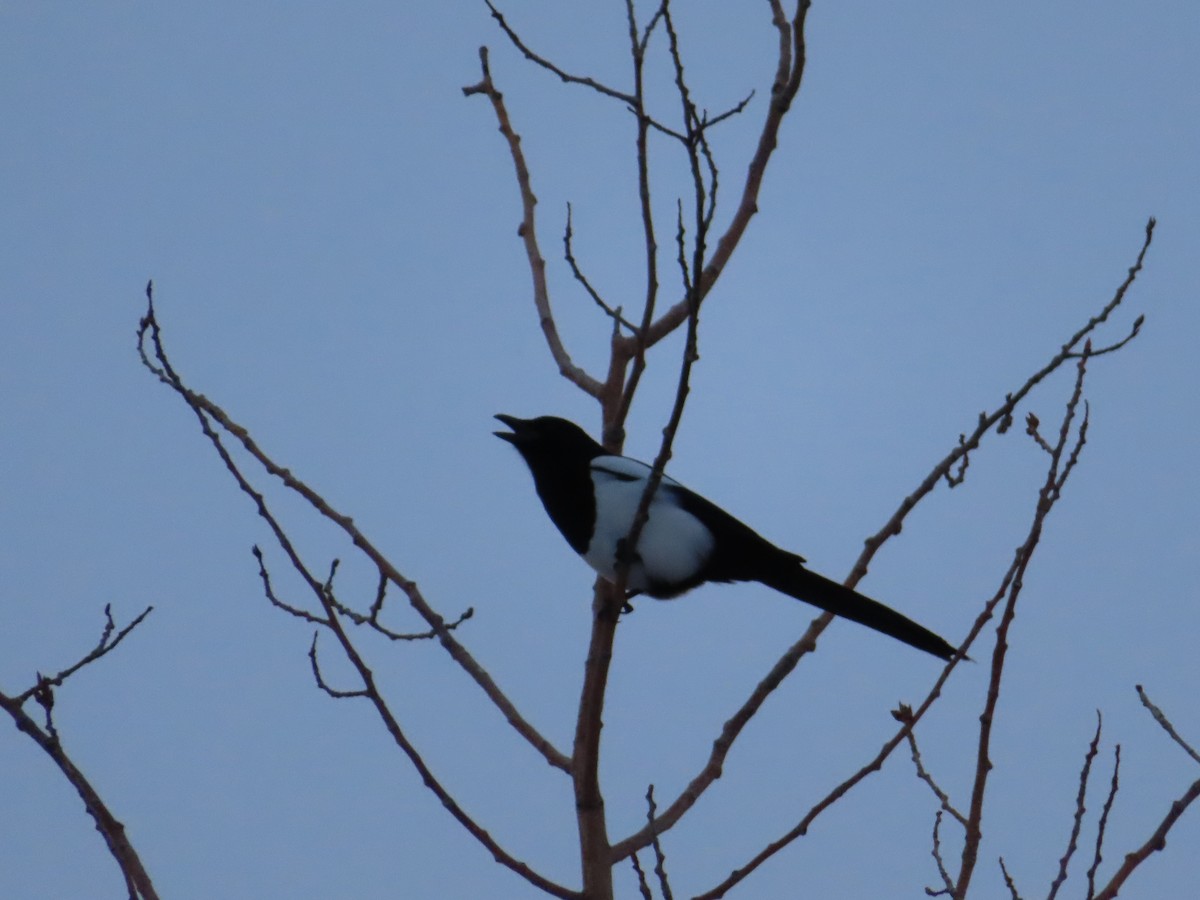 Black-billed Magpie - ML408885661