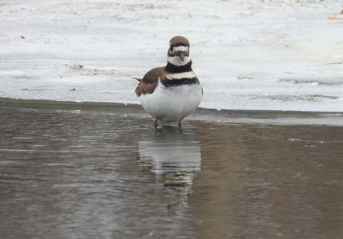 Killdeer - ML408886101