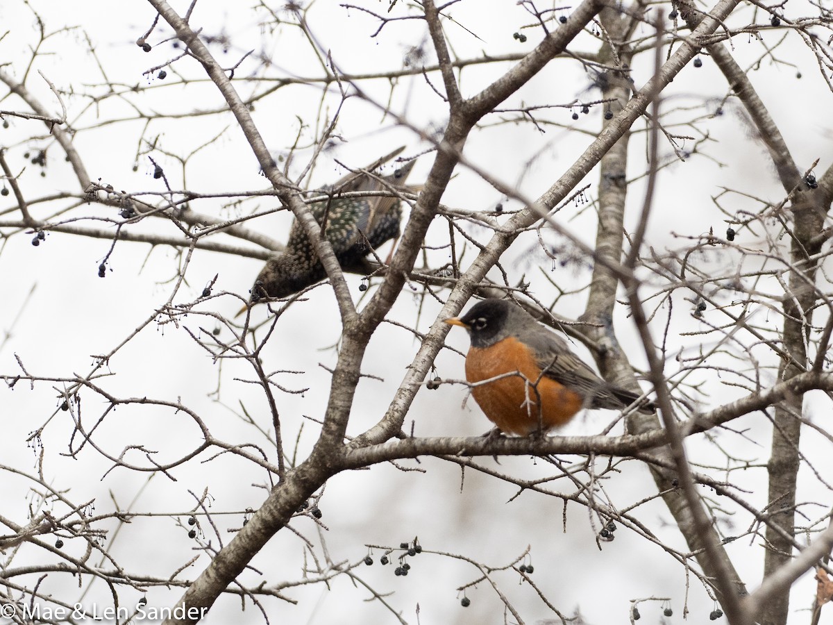 American Robin - ML408886251